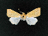  ( - AOC Lep 02335)  @11 [ ] Copyright (2022) A.S. Ortiz Unspecified