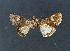  (Coranarta restricta - AOC Lep 02338)  @11 [ ] Copyright (2022) A.S. Ortiz Unspecified