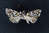  (Hadena exspectata - AOC Lep 02343)  @11 [ ] Copyright (2022) A.S. Ortiz Unspecified