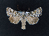  ( - AOC Lep 02344)  @11 [ ] Copyright (2022) A.S. Ortiz Unspecified