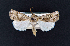  (Agrotis charoae - AOC Lep 02351)  @11 [ ] Copyright (2022) A.S. Ortiz Unspecified