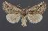  ( - AOC Lep 02356)  @11 [ ] Copyright (2022) A.S. Ortiz Unspecified