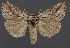  ( - AOC Lep 02357)  @11 [ ] Copyright (2022) A.S. Ortiz Unspecified