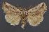  ( - AOC Lep 02358)  @11 [ ] Copyright (2022) A.S. Ortiz Unspecified