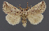 ( - AOC Lep 02359)  @11 [ ] Copyright (2022) A.S. Ortiz Unspecified