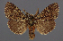  ( - AOC Lep 02361)  @11 [ ] Copyright (2022) A.S. Ortiz Unspecified