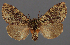  ( - AOC Lep 02362)  @11 [ ] Copyright (2022) A.S. Ortiz Unspecified