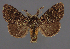  ( - AOC Lep 02363)  @11 [ ] Copyright (2022) A.S. Ortiz Unspecified