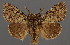  ( - AOC Lep 02364)  @11 [ ] Copyright (2022) A.S. Ortiz Unspecified