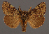  ( - AOC Lep 02365)  @11 [ ] Copyright (2022) A.S. Ortiz Unspecified