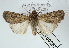  ( - AOC Lep 02407)  @11 [ ] Copyright (2022) A.S. Ortiz Unspecified