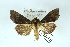  ( - AOC Lep 02421)  @11 [ ] Copyright (2022) A.S. Ortiz Unspecified