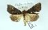  ( - AOC Lep 02422)  @11 [ ] Copyright (2022) A.S. Ortiz Unspecified