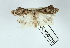  ( - AOC Lep 02429)  @11 [ ] Copyright (2022) A.S. Ortiz Unspecified