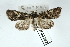  ( - AOC Lep 02432)  @11 [ ] Copyright (2022) A.S. Ortiz Unspecified