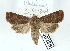  ( - AOC Lep 02445)  @11 [ ] Copyright (2022) A.S. Ortiz Unspecified