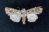  ( - AOC Lep 02461)  @13 [ ] Copyright (2022) A.S. Ortiz Unspecified