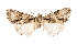  ( - AOC Lep 02499)  @11 [ ] Copyright (2022) G. Ronkay Unspecified
