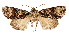  ( - AOC Lep 02509)  @11 [ ] Copyright (2022) G. Ronkay Unspecified