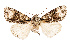  ( - AOC Lep 02517)  @11 [ ] Copyright (2022) G. Ronkay Unspecified