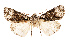  ( - AOC Lep 02549)  @11 [ ] Copyright (2022) G. Ronkay Unspecified