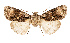  ( - AOC Lep 02560)  @11 [ ] Copyright (2022) G. Ronkay Unspecified