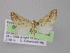  (Lepteria AH03Ec - BC ZSM Lep 04198)  @14 [ ] CreativeCommons - Attribution Non-Commercial Share-Alike (2010) Unspecified SNSB, Zoologische Staatssammlung Muenchen