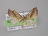  ( - BC ZSM Lep 04199)  @13 [ ] CreativeCommons - Attribution Non-Commercial Share-Alike (2010) Unspecified SNSB, Zoologische Staatssammlung Muenchen