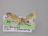  ( - BC ZSM Lep 04200)  @12 [ ] CreativeCommons - Attribution Non-Commercial Share-Alike (2010) Unspecified SNSB, Zoologische Staatssammlung Muenchen