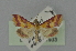  ( - BC MTD 01933)  @14 [ ] Unspecified (default): All Rights Reserved (2012) M. Nuss, Senckenberg Museum of Zoology, Dresden Senckenberg Museum of Zoology, Dresden