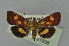  ( - BC MTD 01936)  @14 [ ] Unspecified (default): All Rights Reserved (2012) M. Nuss, Senckenberg Museum of Zoology, Dresden Senckenberg Museum of Zoology, Dresden