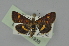  ( - BC MTD 01938)  @13 [ ] Unspecified (default): All Rights Reserved (2012) M. Nuss, Senckenberg Museum of Zoology, Dresden Senckenberg Museum of Zoology, Dresden