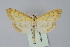  ( - BC MTD Lep 00578)  @13 [ ] CreativeCommons - Attribution Non-Commercial (2010) Senckenberg Museum of Zoology, Dresden Senckenberg Museum of Zoology, Dresden