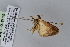  (Evergestis politalis - BC MTD Lep 00598)  @12 [ ] CreativeCommons - Attribution Non-Commercial (2010) Senckenberg Museum of Zoology, Dresden Senckenberg Museum of Zoology, Dresden