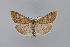  ( - BC MTD Lep 00748)  @14 [ ] CreativeCommons - Attribution Non-Commercial (2010) Senckenberg Museum of Zoology, Dresden Senckenberg Museum of Zoology, Dresden