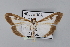  ( - BC MTD Lep 00763)  @13 [ ] CreativeCommons - Attribution Non-Commercial (2010) Senckenberg Museum of Zoology, Dresden Senckenberg Museum of Zoology, Dresden