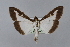  ( - BC MTD Lep 00764)  @14 [ ] CreativeCommons - Attribution Non-Commercial (2010) Senckenberg Museum of Zoology, Dresden Senckenberg Museum of Zoology, Dresden