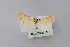  (Udea praepetalis - BC MTD Lep 00779)  @13 [ ] CreativeCommons - Attribution Non-Commercial (2010) Senckenberg Museum of Zoology, Dresden Senckenberg Museum of Zoology, Dresden