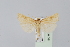  ( - BC MTD Lep 00789)  @12 [ ] CreativeCommons - Attribution Non-Commercial (2010) Senckenberg Museum of Zoology, Dresden Senckenberg Museum of Zoology, Dresden