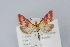  ( - BC MTD Lep 00902)  @13 [ ] CreativeCommons - Attribution Non-Commercial (2010) Senckenberg Museum of Zoology, Dresden Senckenberg Museum of Zoology, Dresden