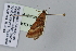  ( - BC MTD Lep 00933)  @13 [ ] CreativeCommons - Attribution Non-Commercial (2010) Senckenberg Museum of Zoology, Dresden Senckenberg Museum of Zoology, Dresden