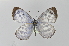  (Phengaris atroguttata - BC MTD Lep 279)  @14 [ ] CreativeCommons - Attribution Non-Commercial (2010) Matthias Nuss Senckenberg Museum of Zoology, Dresden