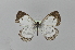  (Phengaris sp - BC MTD Lep 280)  @13 [ ] CreativeCommons - Attribution Non-Commercial (2010) Matthias Nuss Senckenberg Museum of Zoology, Dresden