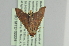  ( - BC MTD 02224)  @12 [ ] CreativeCommons - Attribution Non-Commercial (2012) M. Nuss, Senckenberg Museum of Zoology, Dresden Senckenberg Museum of Zoology, Dresden
