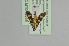  ( - BC MTD 02258)  @12 [ ] CreativeCommons - Attribution Non-Commercial (2012) M. Nuss, Senckenberg Museum of Zoology, Dresden Senckenberg Museum of Zoology, Dresden