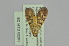  ( - BC MTD 02261)  @13 [ ] CreativeCommons - Attribution Non-Commercial (2012) M. Nuss, Senckenberg Museum of Zoology, Dresden Senckenberg Museum of Zoology, Dresden