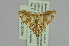  ( - BC MTD 02284)  @13 [ ] CreativeCommons - Attribution Non-Commercial (2012) M. Nuss, Senckenberg Museum of Zoology, Dresden Senckenberg Museum of Zoology, Dresden