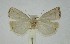  (Catharylla paulella - BC MTD 02554)  @11 [ ] Unspecified (default): All Rights Reserved (2012) M. Nuss, Senckenberg Museum of Zoology, Dresden Senckenberg Museum of Zoology, Dresden