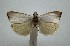  ( - BC MTD 02556)  @11 [ ] Unspecified (default): All Rights Reserved (2012) M. Nuss, Senckenberg Museum of Zoology, Dresden Senckenberg Museum of Zoology, Dresden