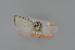  (Catharylla chelicerata - BC MTD 01703)  @13 [ ] Unspecified (default): All Rights Reserved (2011) M. Nuss, Senckenberg Museum of Zoology, Dresden Senckenberg Museum of Zoology, Dresden